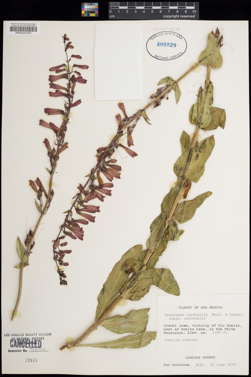 Penstemon cardinalis var. cardinalis photo 6