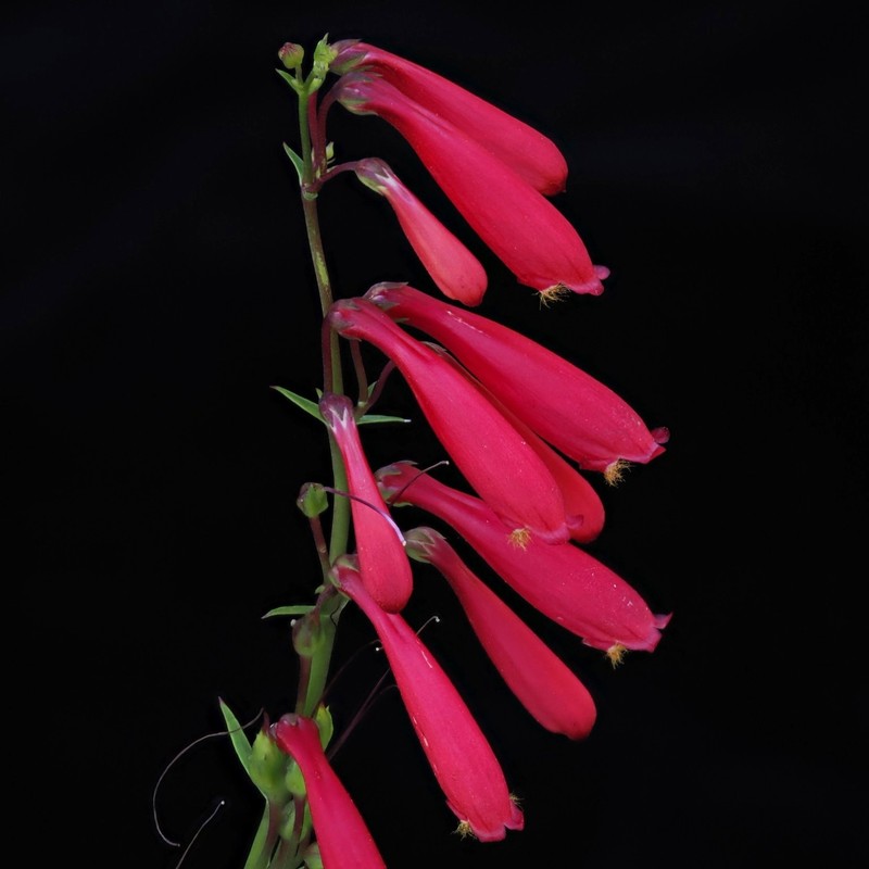Penstemon cardinalis var. cardinalis