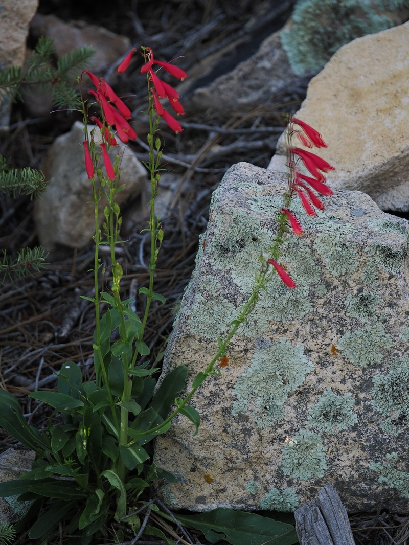 Penstemon cardinalis var. cardinalis photo 7