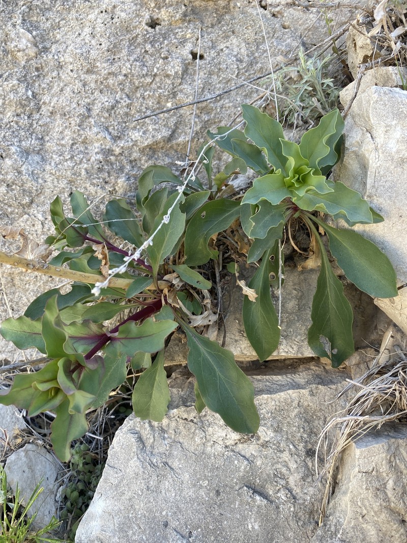 Penstemon cardinalis var. regalis photo 3