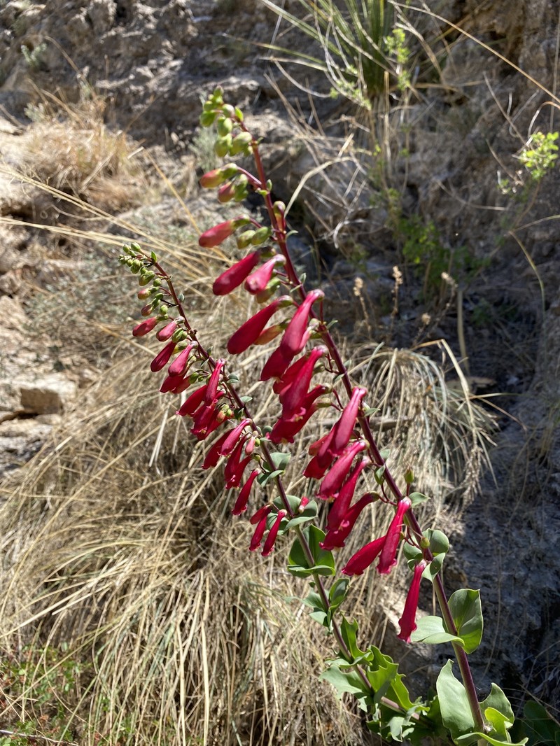 Penstemon cardinalis var. regalis photo 4