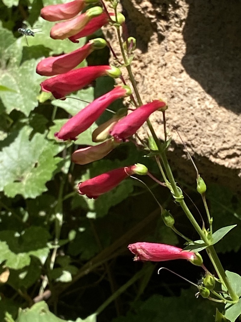 Penstemon cardinalis var. regalis photo 5