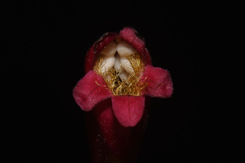 Penstemon cardinalis var. regalis photo 6
