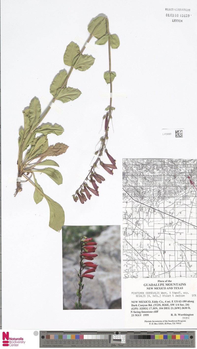 Penstemon cardinalis var. regalis photo 8