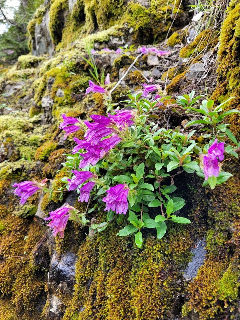 Cardwell's Beardtongue