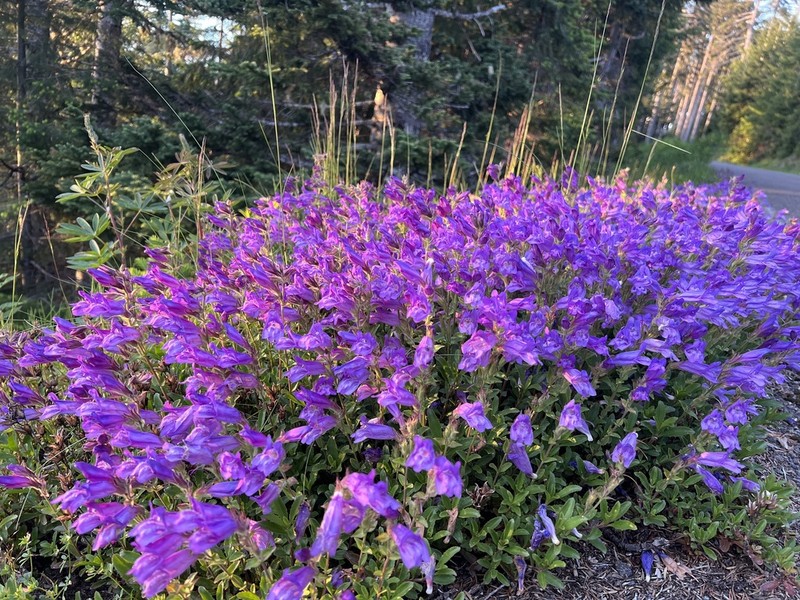 Cardwell's Beardtongue photo 2