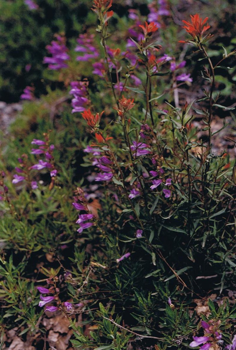 Cardwell's Beardtongue photo 3