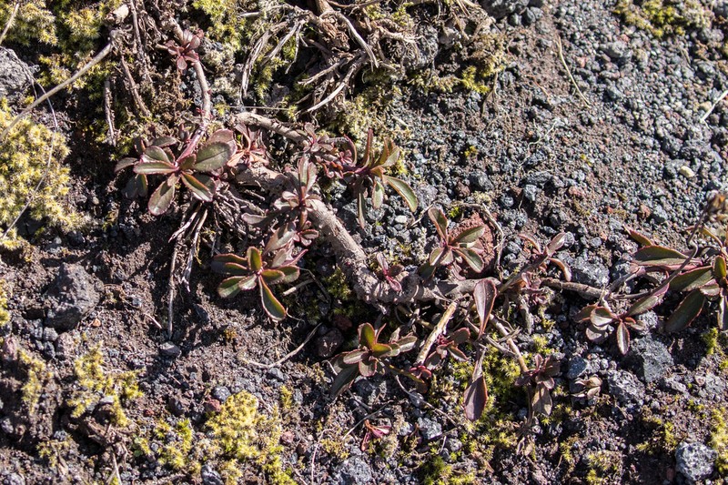 Cardwell's Beardtongue photo 4