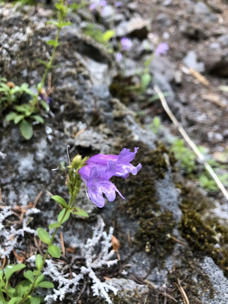 Cardwell's Beardtongue photo 5