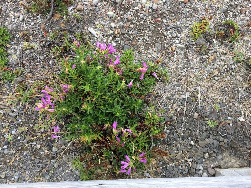 Cardwell's Beardtongue photo 6