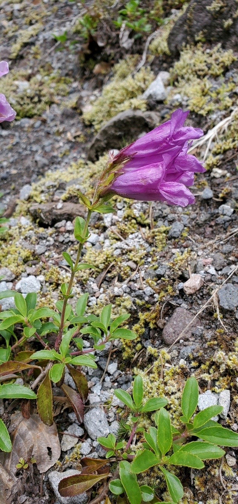 Cardwell's Beardtongue photo 7