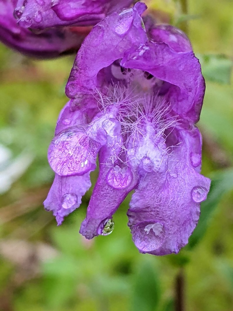 Cardwell's Beardtongue photo 8