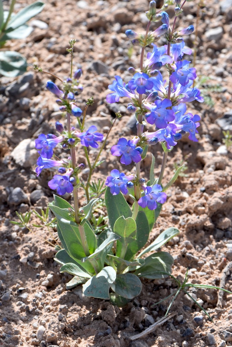 Fleshy Beardtongue