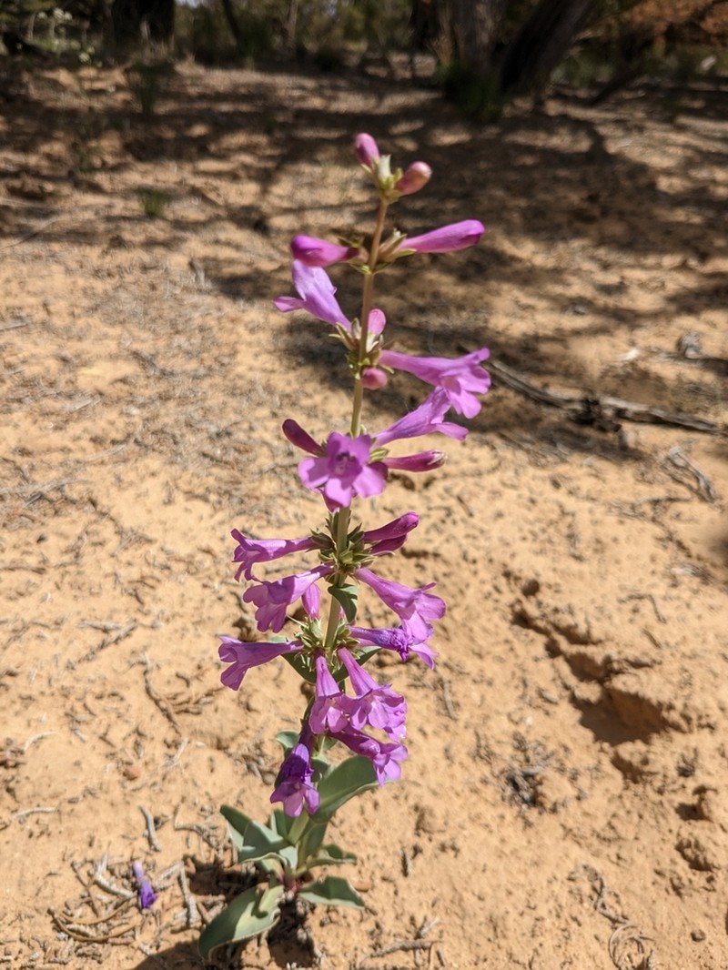 Fleshy Beardtongue photo 2