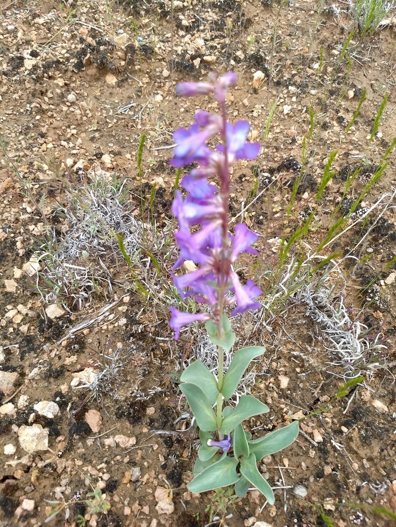 Fleshy Beardtongue photo 3