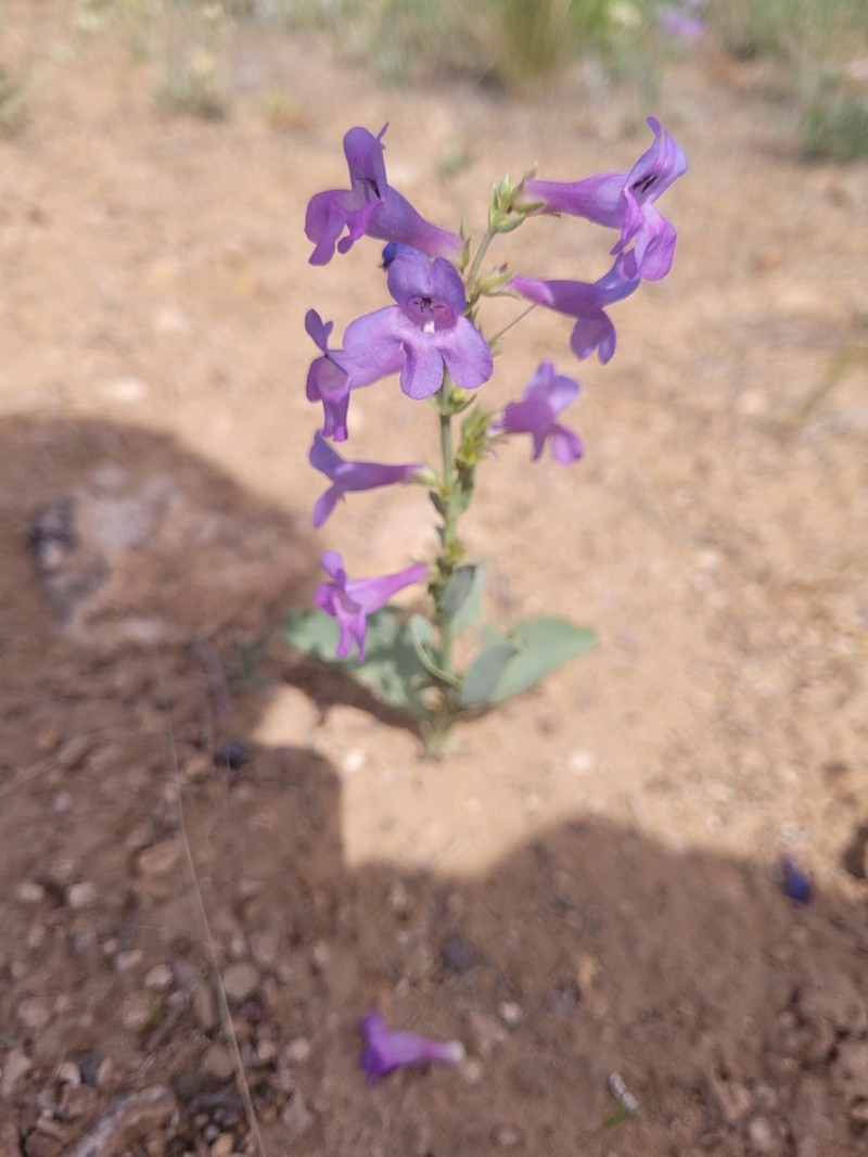 Fleshy Beardtongue photo 4