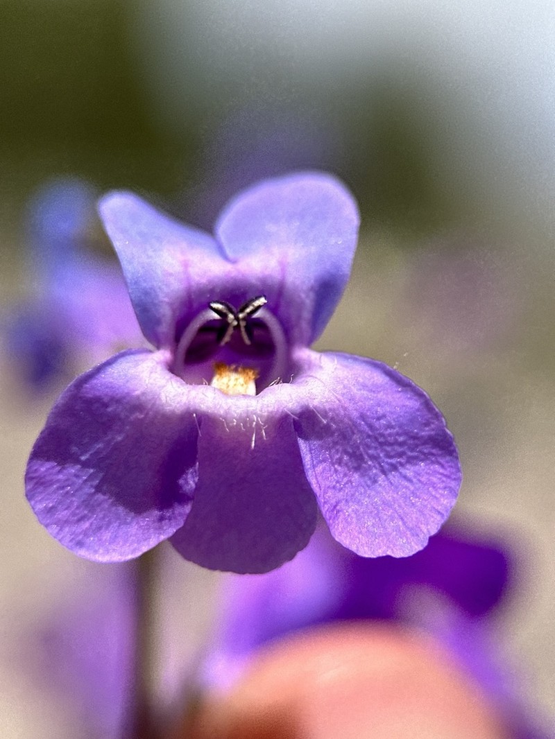 Fleshy Beardtongue photo 5