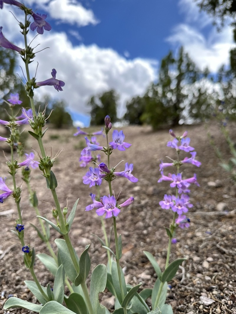 Fleshy Beardtongue photo 6