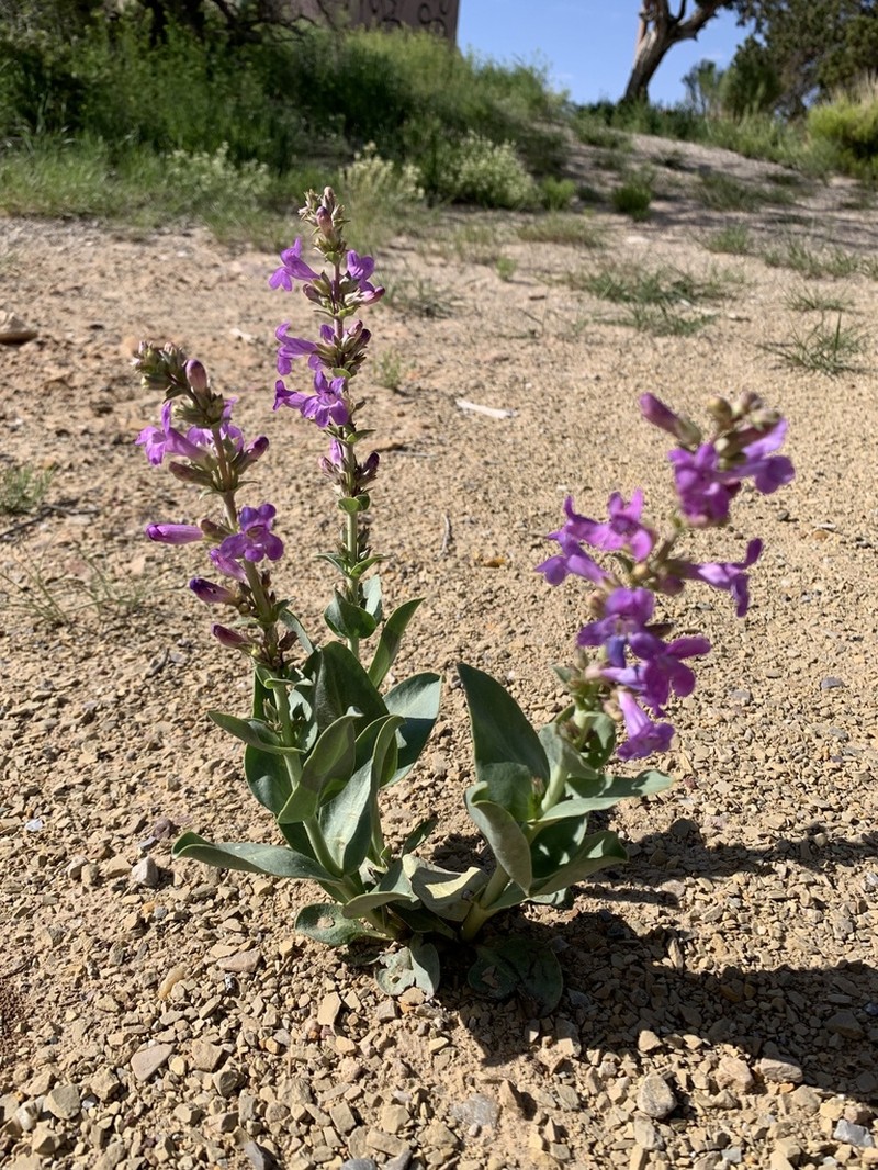 Fleshy Beardtongue photo 7