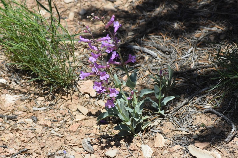 Fleshy Beardtongue photo 8