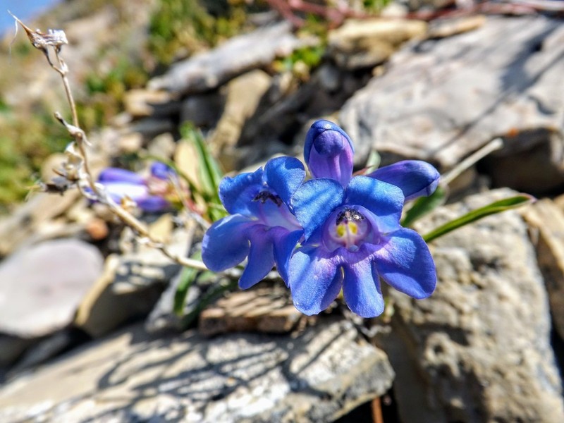 Cary's Beardtongue