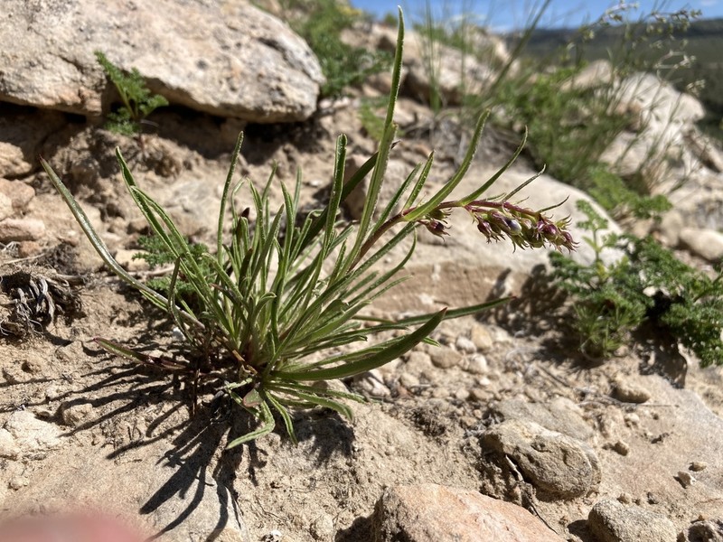 Cary's Beardtongue photo 2