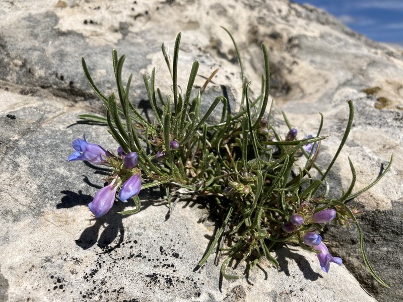 Cary's Beardtongue photo 3