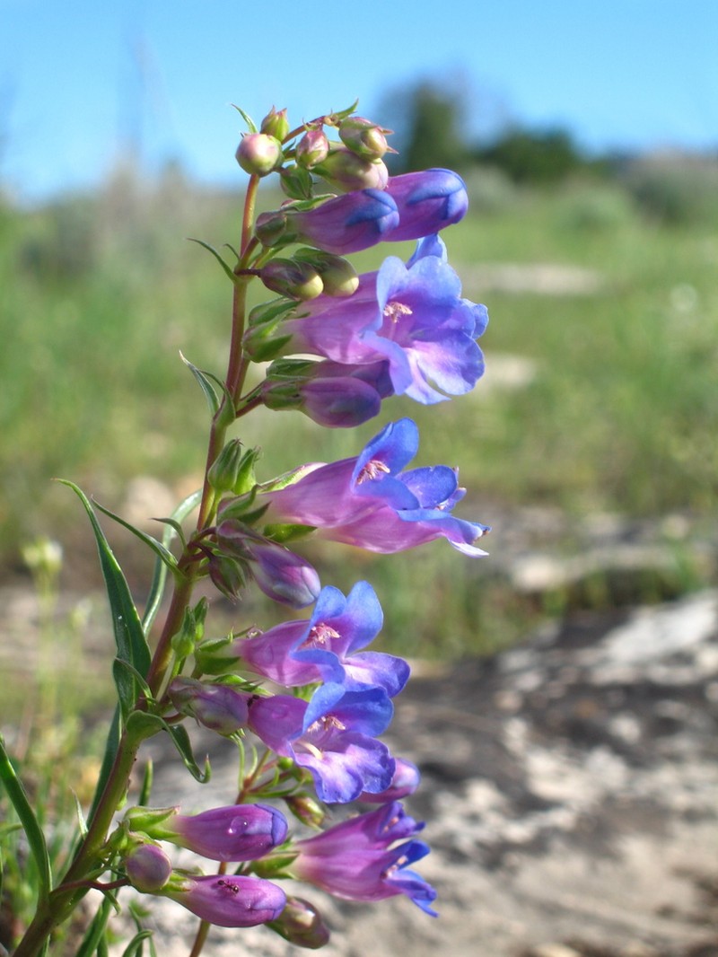 Cary's Beardtongue photo 4