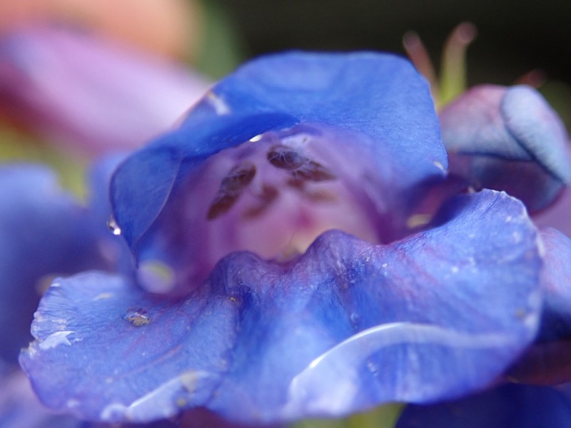 Cary's Beardtongue photo 5