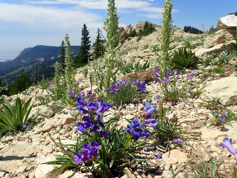 Cary's Beardtongue photo 6