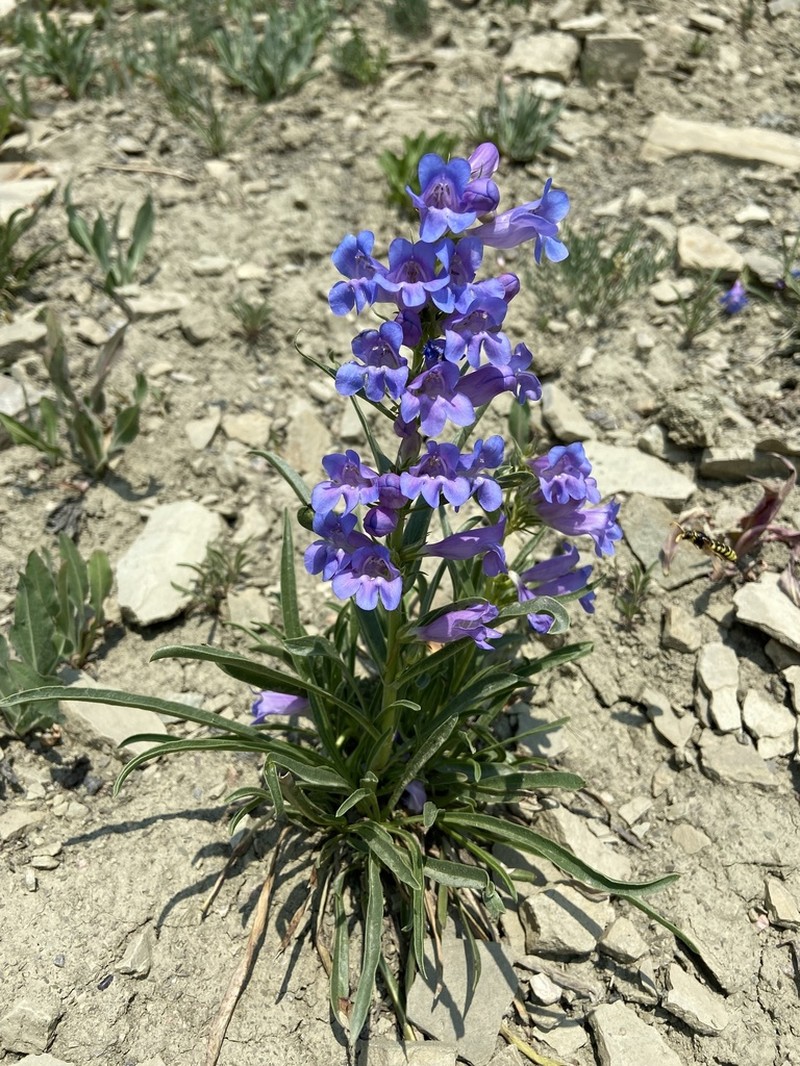 Cary's Beardtongue photo 7