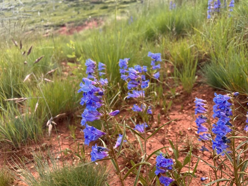 Cary's Beardtongue photo 8