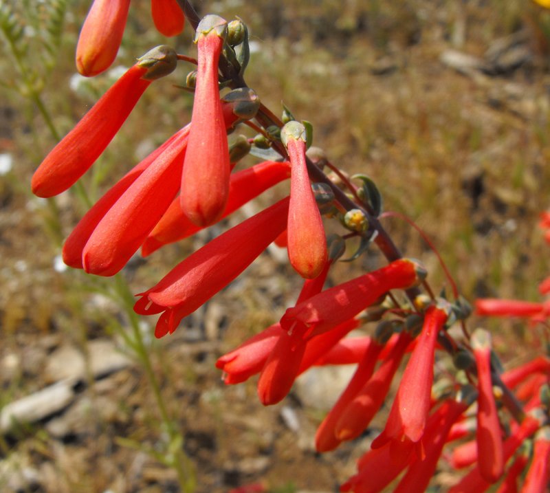 Scarlet Bugler