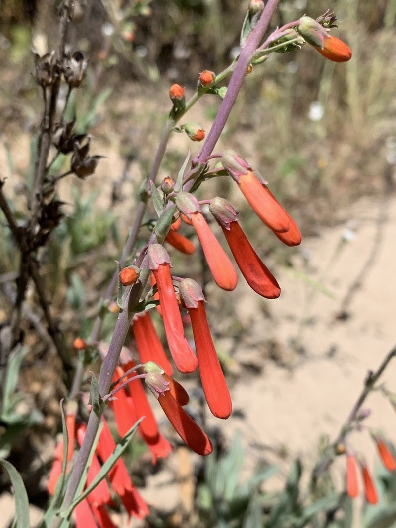 Scarlet Bugler photo 4