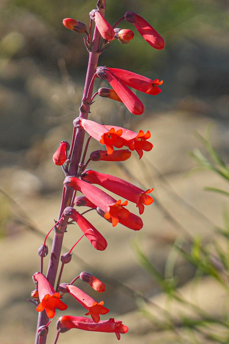 Scarlet Bugler photo 5