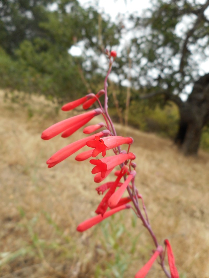 Scarlet Bugler photo 6