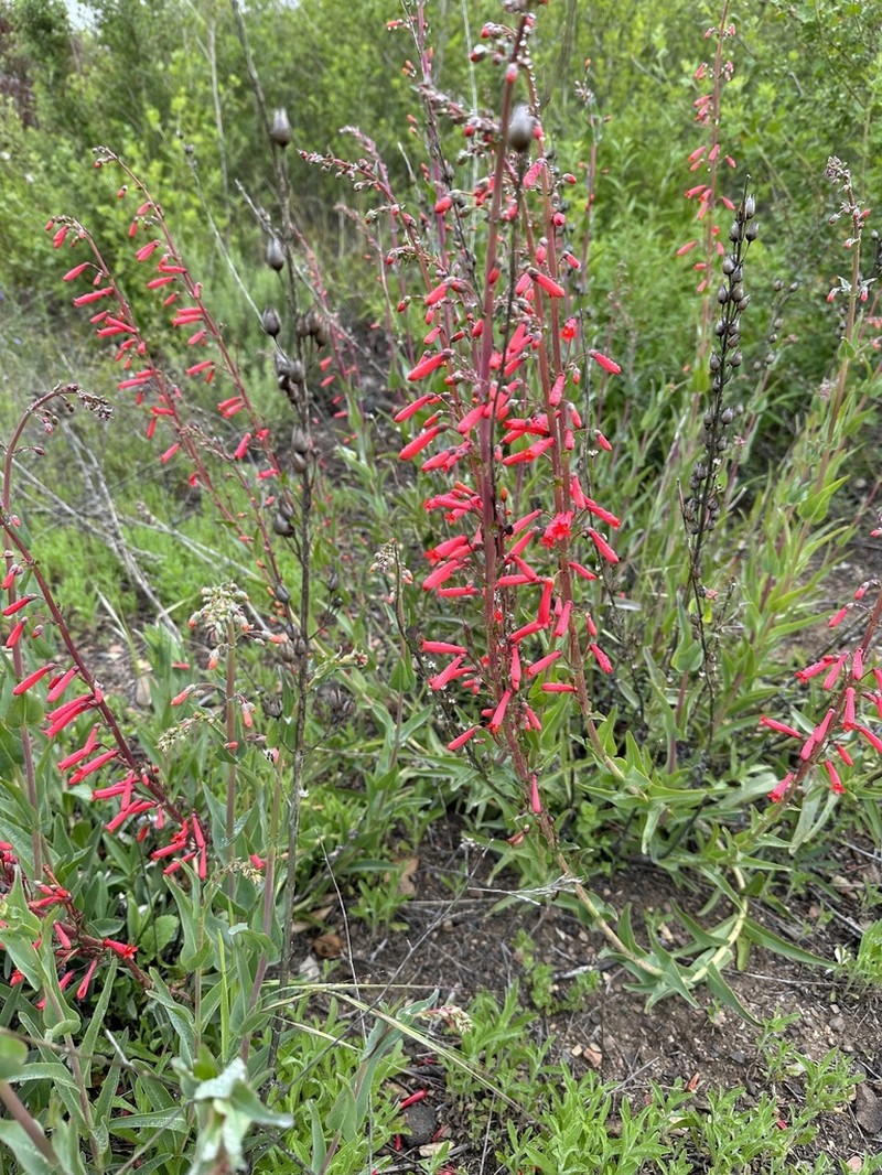Scarlet Bugler photo 7