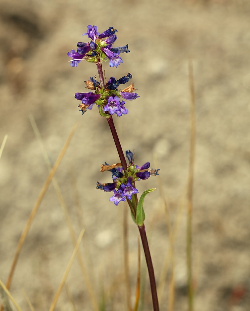 Ash Penstemon