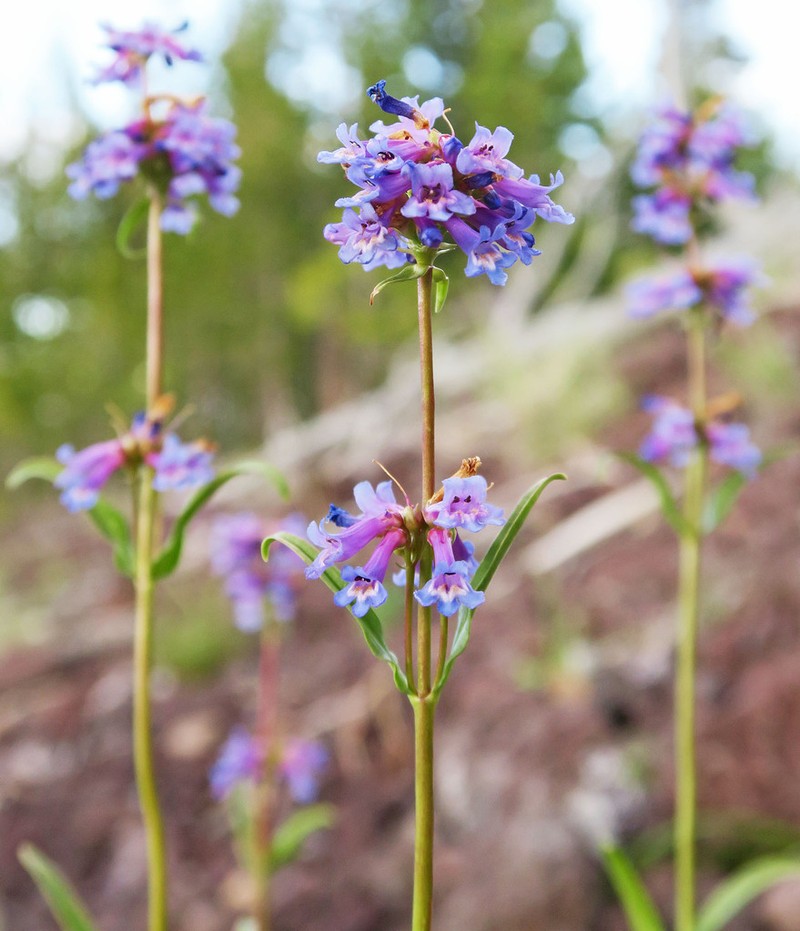 Ash Penstemon photo 2