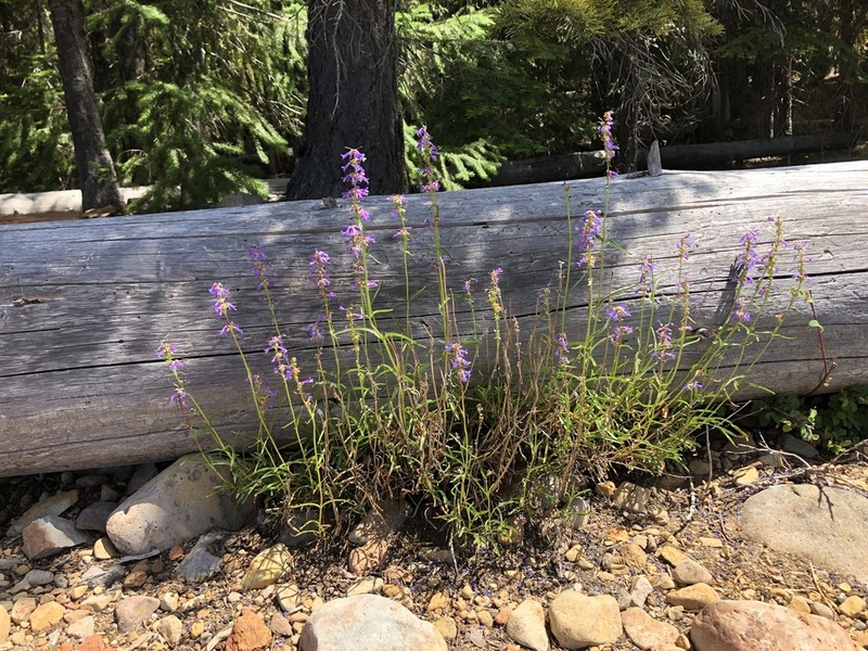 Ash Penstemon photo 3