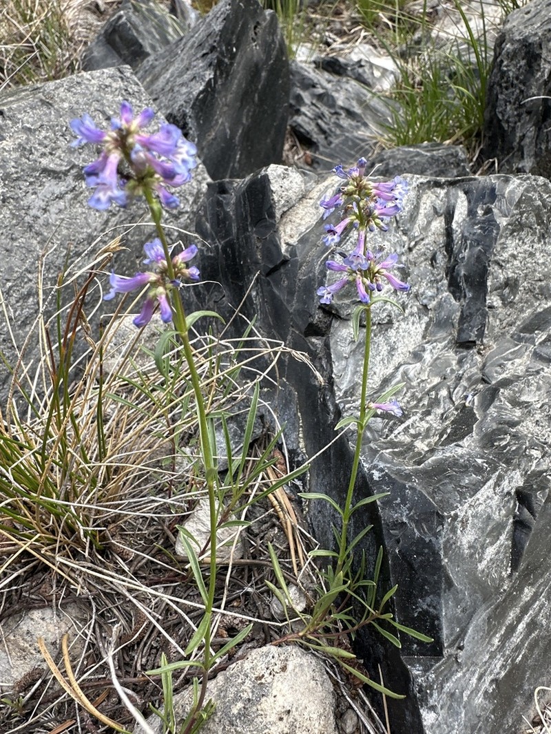 Ash Penstemon photo 4