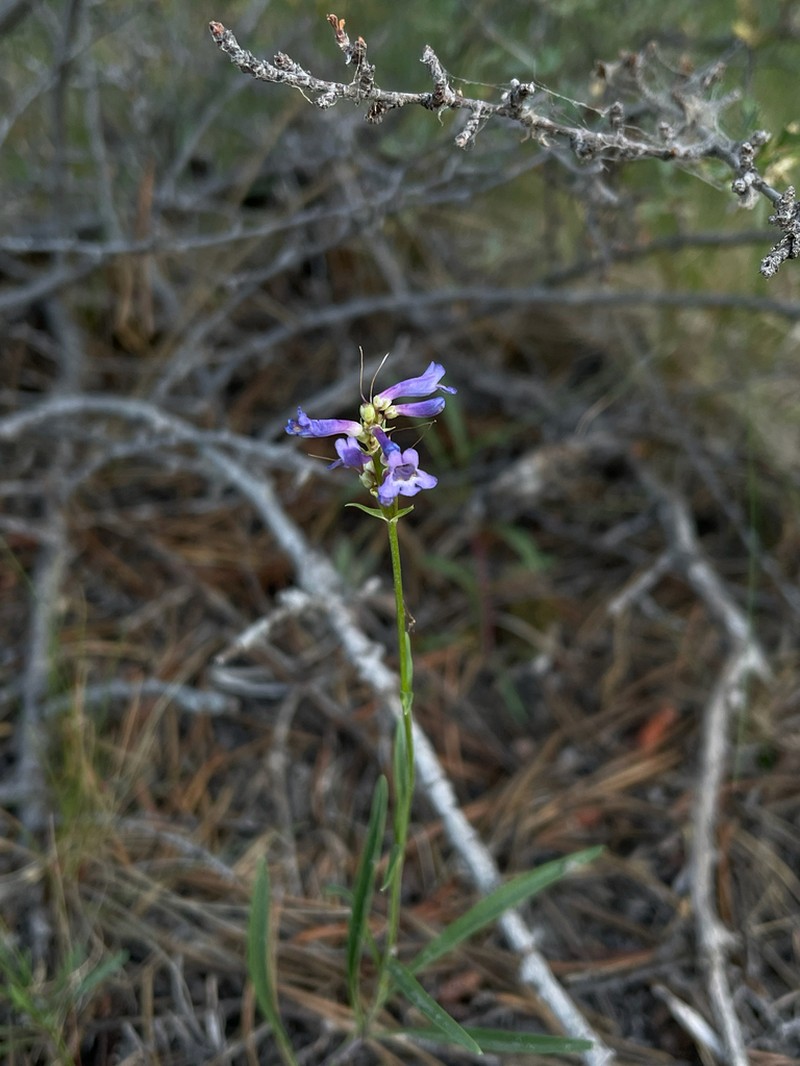 Ash Penstemon photo 5