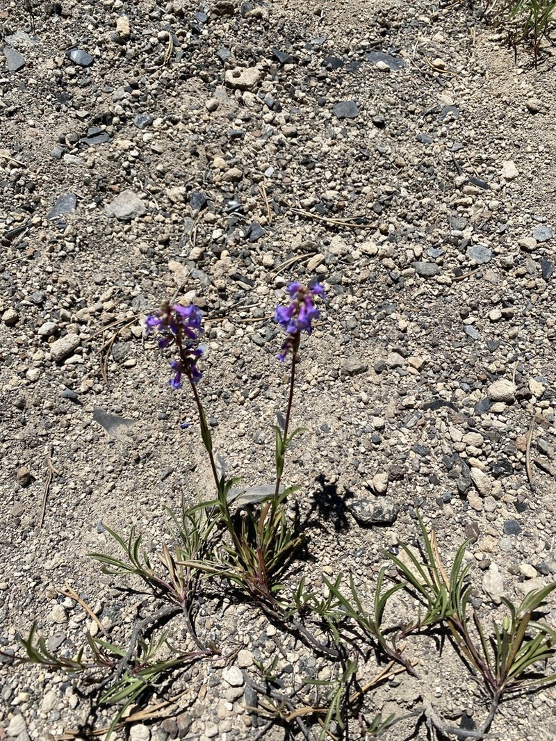 Ash Penstemon photo 6