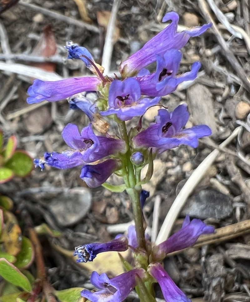 Ash Penstemon photo 7