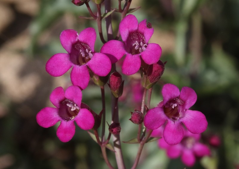 Cleveland's Beardtongue