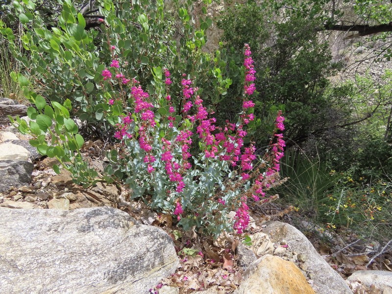 Cleveland's Beardtongue photo 2