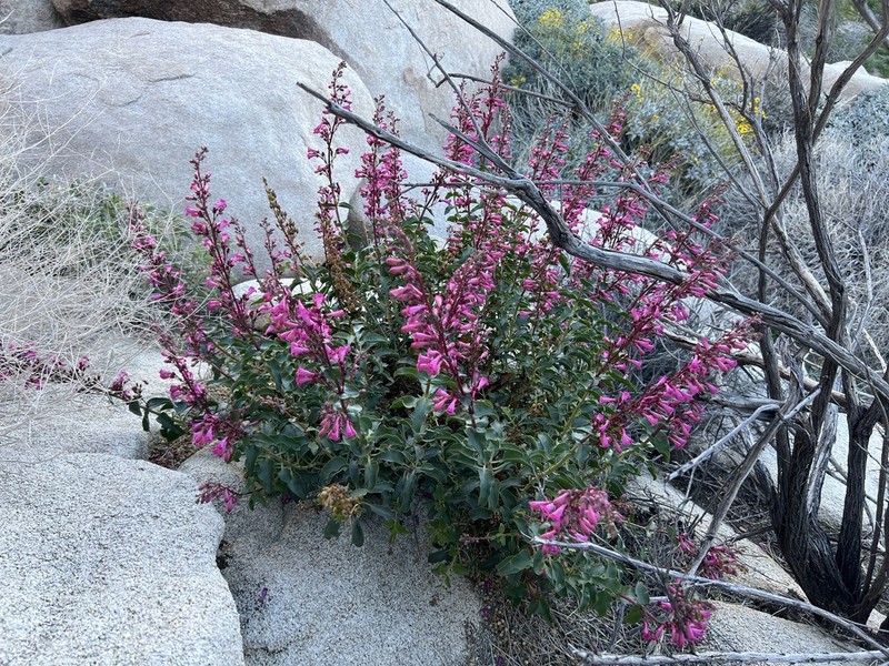 Cleveland's Beardtongue photo 3