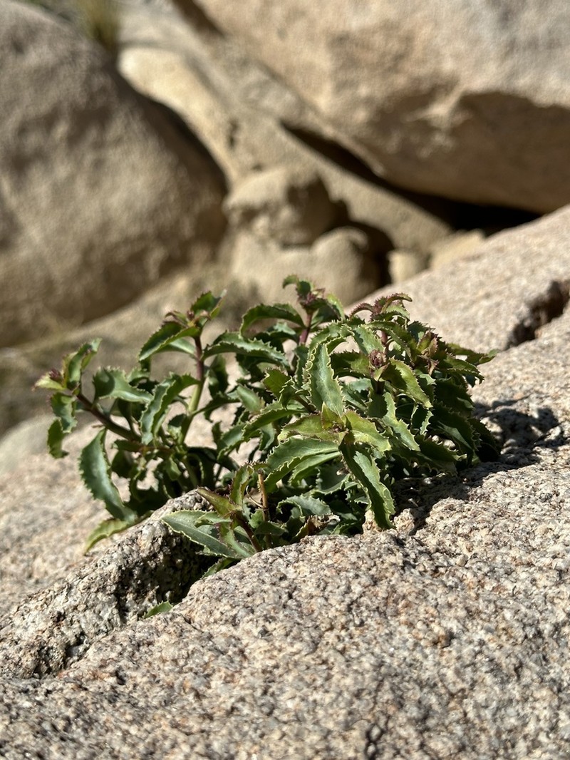 Cleveland's Beardtongue photo 4