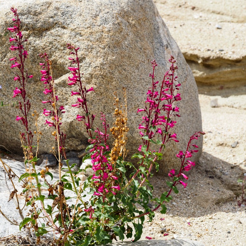 Cleveland's Beardtongue photo 5