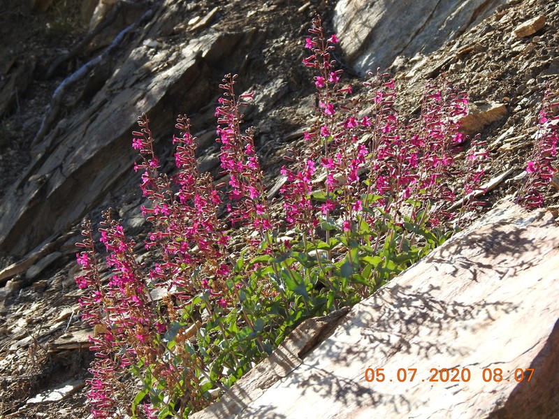 Cleveland's Beardtongue photo 6